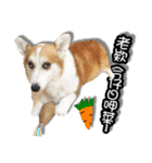 corgi dog daily（個別スタンプ：8）