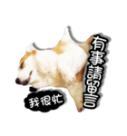 corgi dog daily（個別スタンプ：9）
