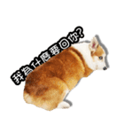 corgi dog daily（個別スタンプ：10）