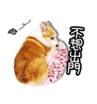 corgi dog daily（個別スタンプ：12）