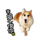 corgi dog daily（個別スタンプ：13）