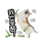 corgi dog daily（個別スタンプ：14）