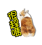 corgi dog daily（個別スタンプ：15）