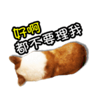 corgi dog daily（個別スタンプ：16）