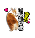corgi dog daily（個別スタンプ：17）