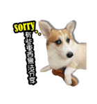 corgi dog daily（個別スタンプ：18）