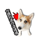 corgi dog daily（個別スタンプ：19）