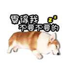corgi dog daily（個別スタンプ：20）