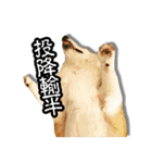 corgi dog daily（個別スタンプ：21）