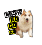 corgi dog daily（個別スタンプ：22）
