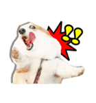 corgi dog daily（個別スタンプ：23）