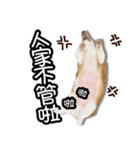 corgi dog daily（個別スタンプ：24）