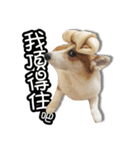 corgi dog daily（個別スタンプ：25）