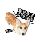 corgi dog daily（個別スタンプ：26）