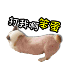 corgi dog daily（個別スタンプ：27）