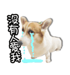 corgi dog daily（個別スタンプ：28）