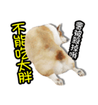 corgi dog daily（個別スタンプ：29）