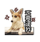 corgi dog daily（個別スタンプ：30）