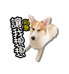 corgi dog daily（個別スタンプ：31）