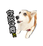 corgi dog daily（個別スタンプ：32）