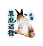 OH！CHARLIE（個別スタンプ：1）