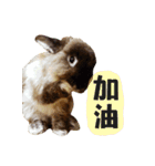 OH！CHARLIE（個別スタンプ：2）