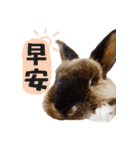 OH！CHARLIE（個別スタンプ：6）