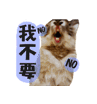 OH！CHARLIE（個別スタンプ：9）