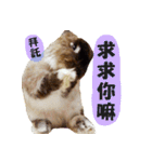 OH！CHARLIE（個別スタンプ：10）