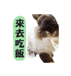 OH！CHARLIE（個別スタンプ：12）