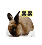 OH！CHARLIE（個別スタンプ：19）