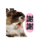 OH！CHARLIE（個別スタンプ：21）