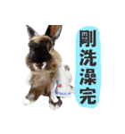 OH！CHARLIE（個別スタンプ：24）