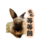 OH！CHARLIE（個別スタンプ：29）