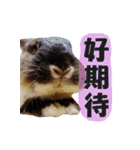 OH！CHARLIE（個別スタンプ：31）