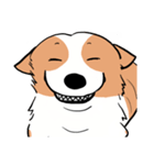 Lovely corgi woof woof woof（個別スタンプ：3）