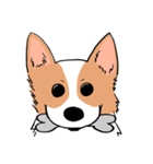 Lovely corgi woof woof woof（個別スタンプ：10）