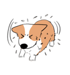 Lovely corgi woof woof woof（個別スタンプ：12）