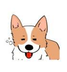 Lovely corgi woof woof woof（個別スタンプ：13）