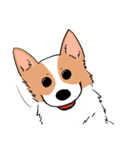 Lovely corgi woof woof woof（個別スタンプ：22）