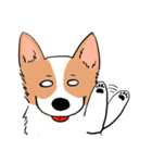 Lovely corgi woof woof woof（個別スタンプ：24）