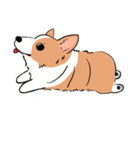 Lovely corgi woof woof woof（個別スタンプ：30）