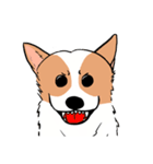 Lovely corgi woof woof woof（個別スタンプ：31）