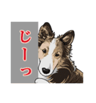 のんびりシェルティーず（個別スタンプ：4）