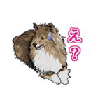 のんびりシェルティーず（個別スタンプ：8）