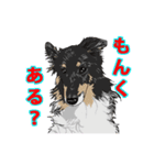 のんびりシェルティーず（個別スタンプ：19）