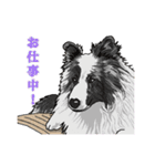 のんびりシェルティーず（個別スタンプ：23）