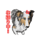 のんびりシェルティーず（個別スタンプ：24）