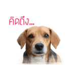 The Half Beagle dog（個別スタンプ：1）