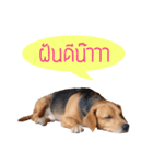 The Half Beagle dog（個別スタンプ：2）